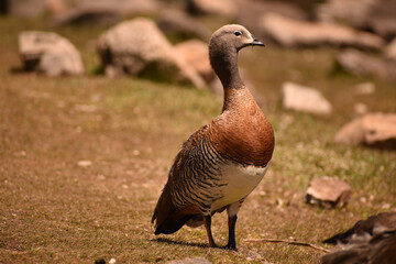 Closeup shot of a Magellan goose in a park