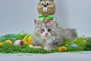 Siberian cat in the grass with Easter eggs