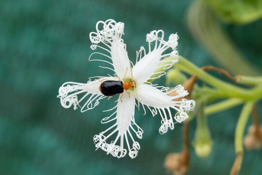 Closeup shot of a pumpkin beetle on a white star flower with vines around
