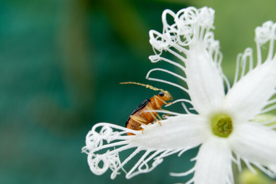 Closeup shot fo a pumpkin beetle on a white star flower in a garden