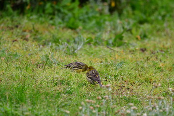 PÁJAROS