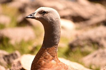 Closeup shot of a Magellan goose in a park