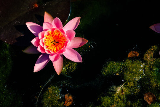 Top view of a pink lotus flower floating on the pond water surface   in bright sunlight