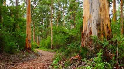 Walking through the Karri forest