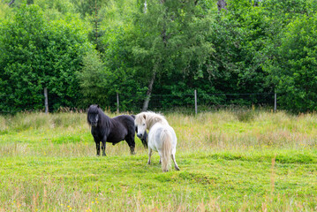Couple of ponies on a green meadow in Scotland