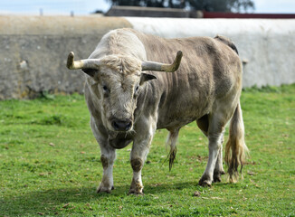 un toro bravo en el campo español