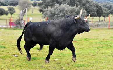 un toro bravo en una ganaderia en españa