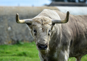 un toro bravo en el campo español