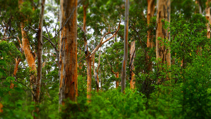 Karri trees of Pemberton, south-west Western Australi