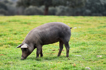 an iberico pig in a field in spain