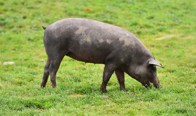 an iberico pig in a field in spain