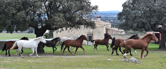 caballos corriendo en el campo