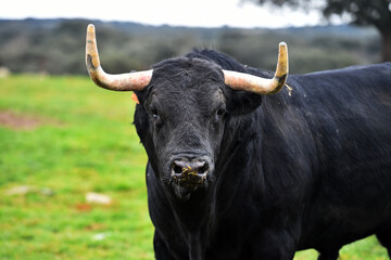 un  toro bravo español con grandes cuernos en una ganaderia de ganado bravo