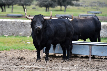 un toro en una ganaderia de animales bravos