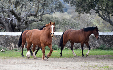 caballos corriendo en el campo