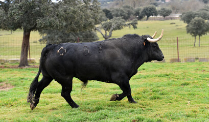 un  toro bravo español con grandes cuernos en una ganaderia de ganado bravo