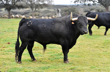 un  toro bravo español con grandes cuernos en una ganaderia de ganado bravo