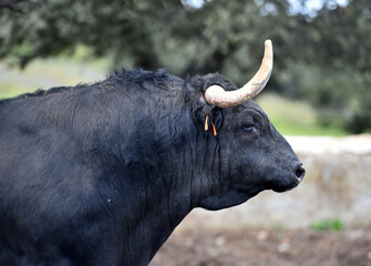 un toro bravo en una ganaderia en españa