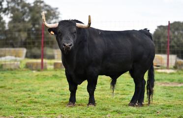 un  toro bravo español con grandes cuernos en una ganaderia de ganado bravo