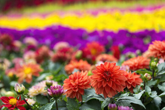 Red Flower In Hong Kong Flower Show 2018 In Victoria Park, Hong Kong