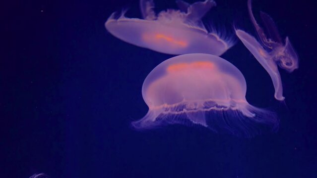 Beautiful White Jelly Fish Swimming Upward at Aquarium