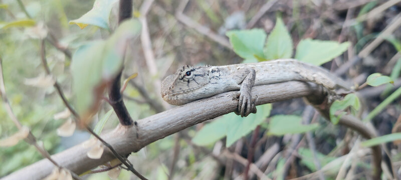 Close-up shot of a Polychrus on a branch