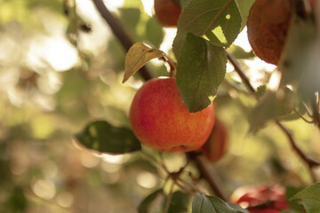 Apple orchard on a sunny day