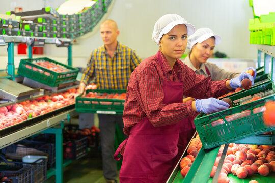 Warehouse workers sorting peaches at the warehouse