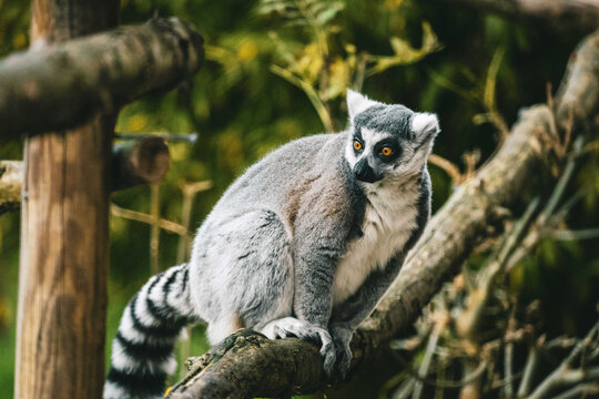 Beautiful shot of a Ring-Tailed Lemoore on a branch of tree