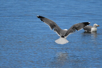 GAVIOTA PATIAMARILLA