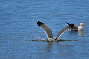 GAVIOTA PATIAMARILLA