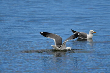 GAVIOTA PATIAMARILLA
