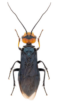Acantholyda erythrocephala sawfly specimen