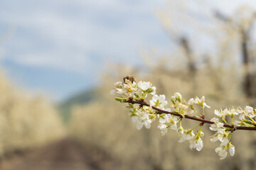 blooming tree with bee