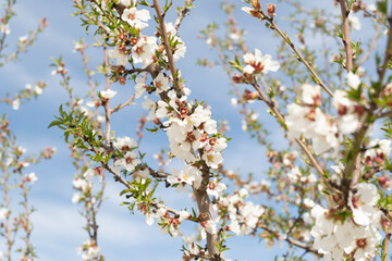 blossom in spring