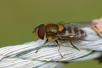 Closeup on a fresh emerged Hiry -eyed syrphus, Syrphus torvus si