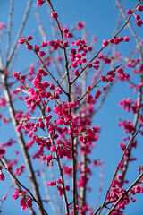 春の訪れ　まばゆいヒカンザクラ