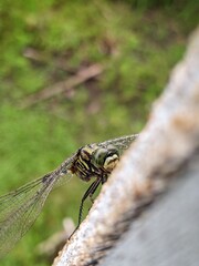 A dragonfly that is perched on the wall of a house with slightly wet wings and the color of an army uniform