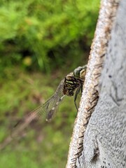 A dragonfly that is perched on the wall of a house with slightly wet wings and the color of an army uniform