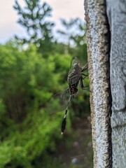 A dragonfly that is perched on the wall of a house with slightly wet wings and the color of an army uniform