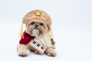 Adorable Shih Tzu with a costume isolated on white background