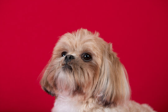 Closeup shot of a cute Shitsu dog on a red background