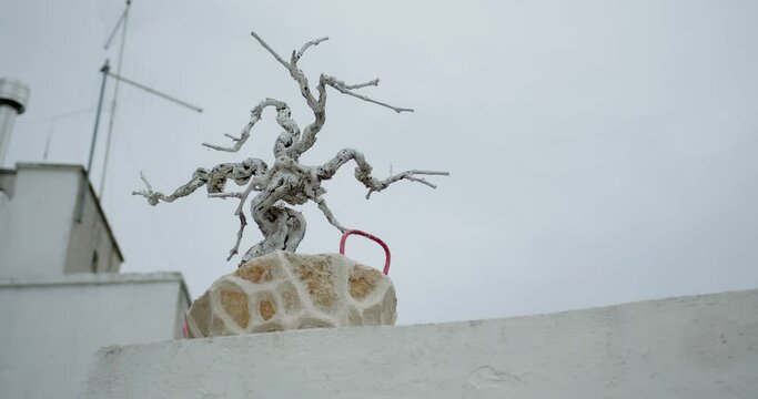 a dwarf dried bonsai tree painted white stands on a wall against the backdrop of a white house. steadicam movement