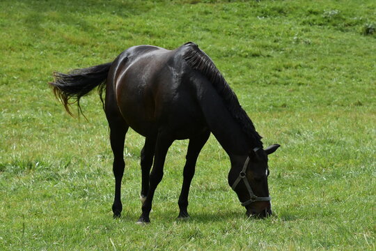 black horse grazing in lush green pasture
