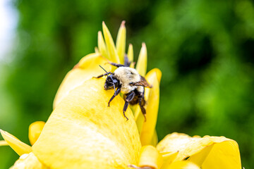 Bee on Yellow Flower