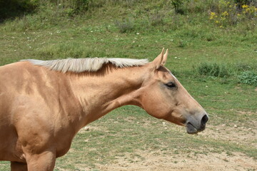 palomino mare's head while out in a green field - obrazy, fototapety, plakaty
