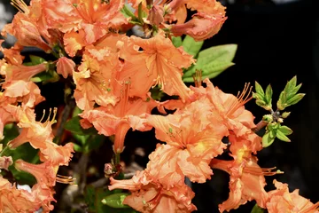 Fotobehang Azalea Orange Gibraltar Azalea flowers growing on a black background.  © Nikongal/Wirestock Creators