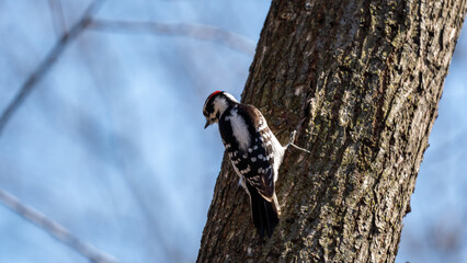 great spotted woodpecker