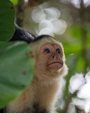 Closeup shot of a little Gracile capuchin monkey behind leaves on a blurry backgroud