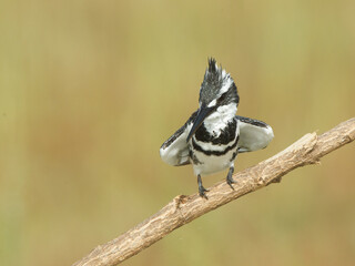 Close-up shot of a lesser piebald kingfisher standing on a branch in a blurry background.